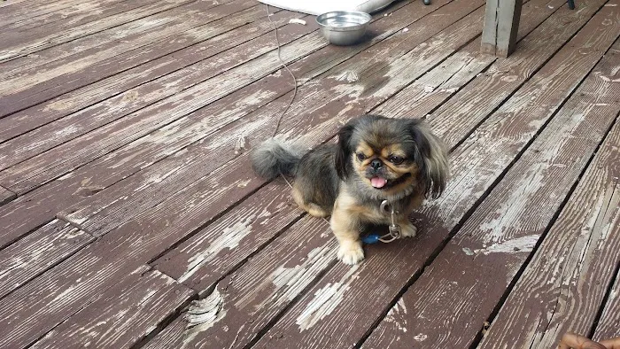 Southeastern Pet Vacc 10