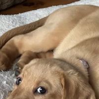 Banfield Pet Hospital ico