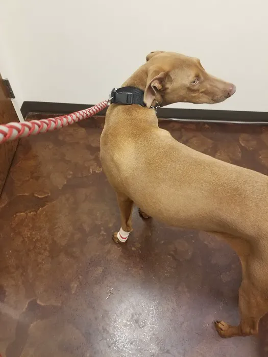 The Animal Hospital At Liberty Hwy 4