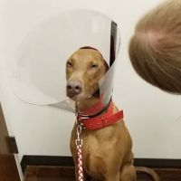 The Animal Hospital At Liberty Hwy ico