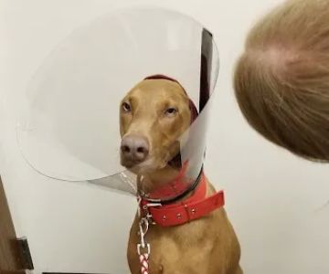 The Animal Hospital At Liberty Hwy