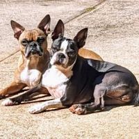 Stringer Animal Hospital North ico