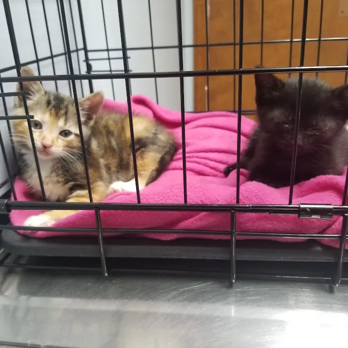 Stringer Animal Hospital North 2