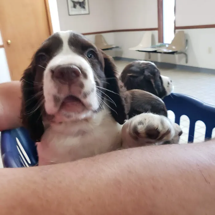 Stringer Animal Hospital North 7