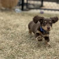 Electric City Animal Clinic ico