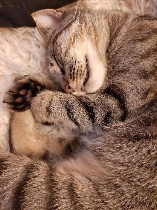 Sandy Springs Veterinary Clinic 1