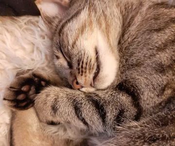 Sandy Springs Veterinary Clinic