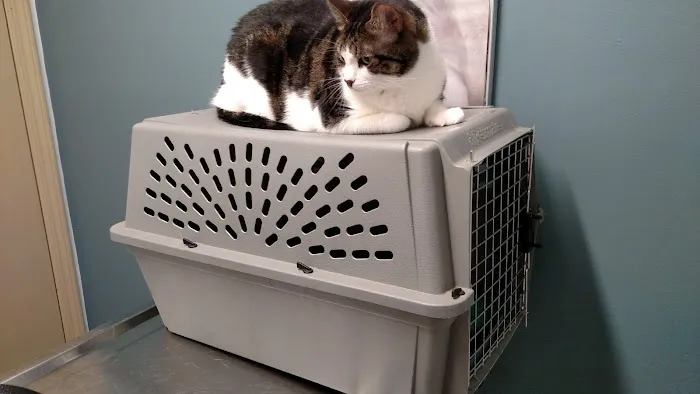 Easley Animal Hospital 7