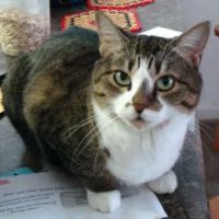 Easley Animal Hospital ico