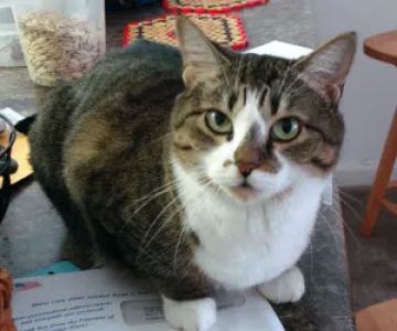 Easley Animal Hospital