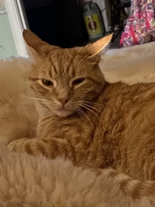 Foothills Animal Hospital 10