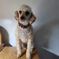 Foothills Animal Hospital ico
