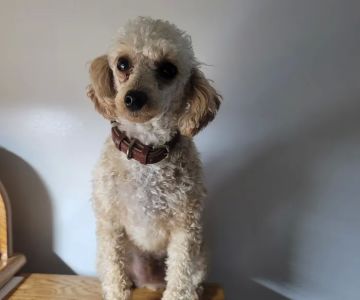Foothills Animal Hospital
