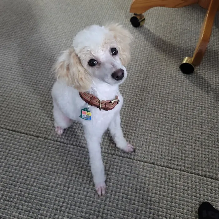 Foothills Animal Hospital 2