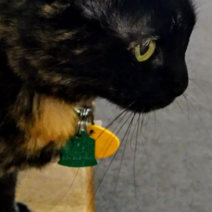 Foothills Animal Hospital 5