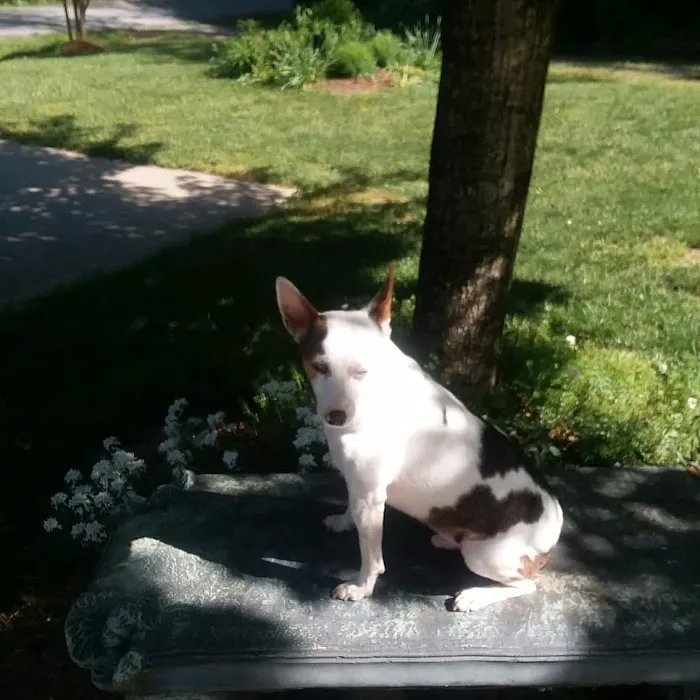 Foothills Animal Hospital 4