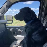 Mountain View Veterinary Services ico
