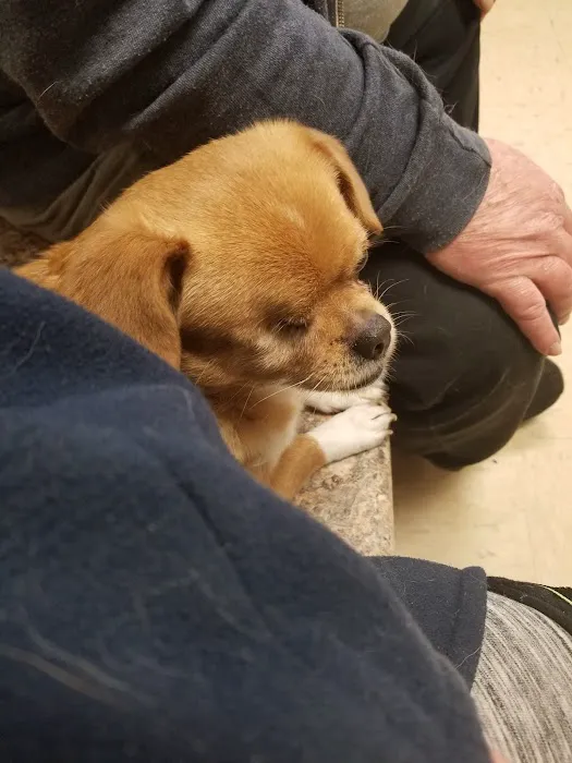 Magley Clemson Animal Hospital 7