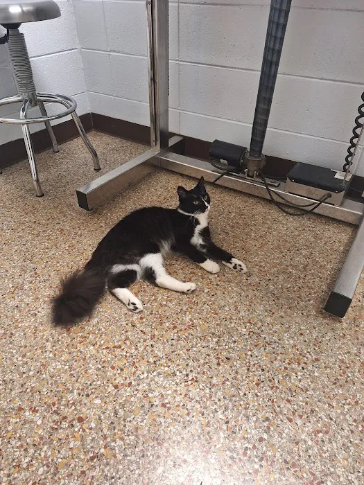 Magley Clemson Animal Hospital 6