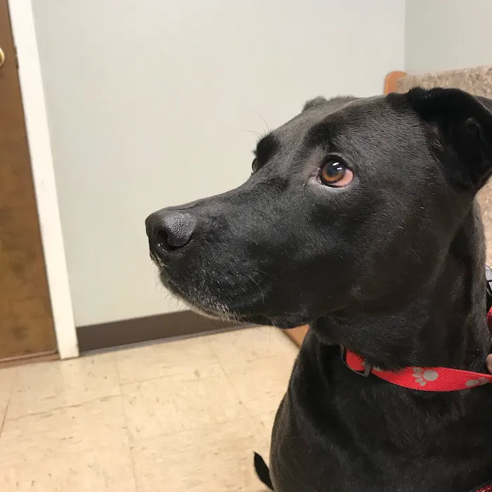 Magley Clemson Animal Hospital 10