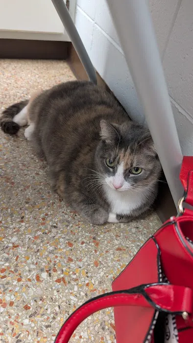 Magley Clemson Animal Hospital 3