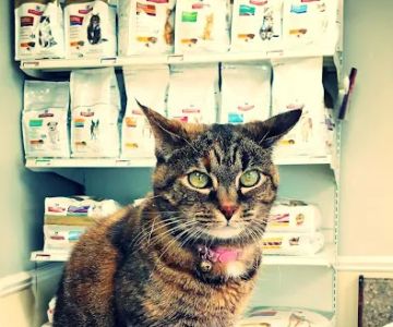 Magley Clemson Animal Hospital