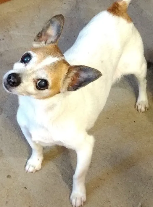 Pickens Animal Hospital 3