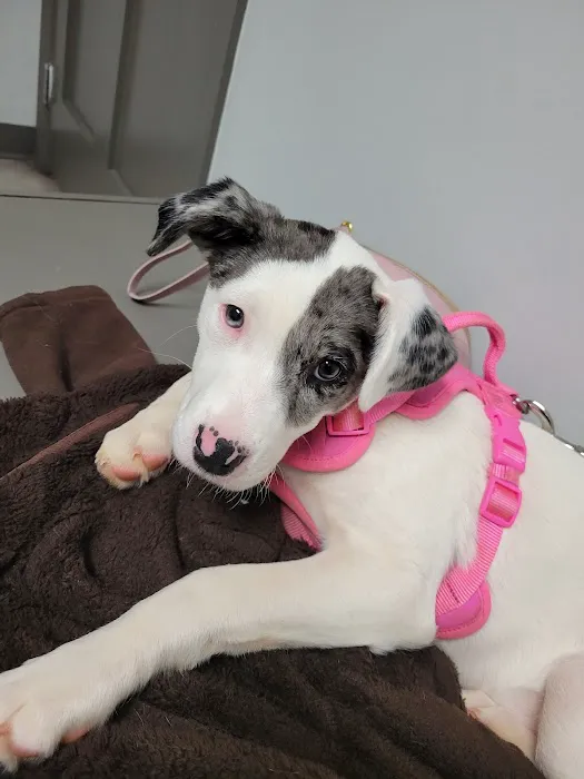 Pickens Animal Hospital 1