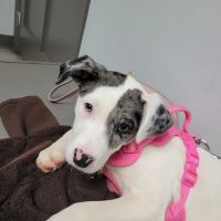 Pickens Animal Hospital ico