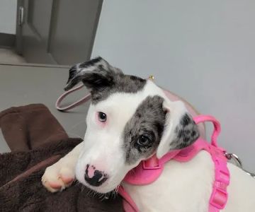 Pickens Animal Hospital
