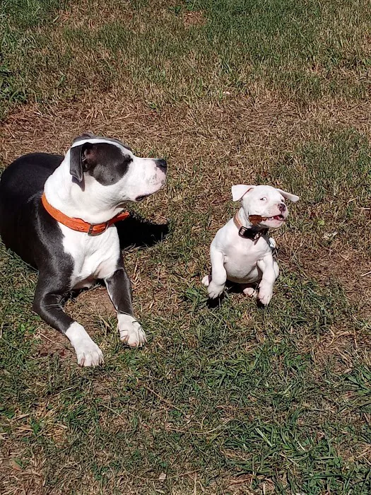 Toccoa Veterinary Hospital 6
