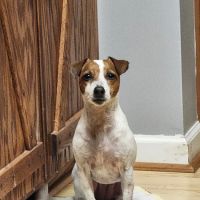 Toccoa Veterinary Hospital ico