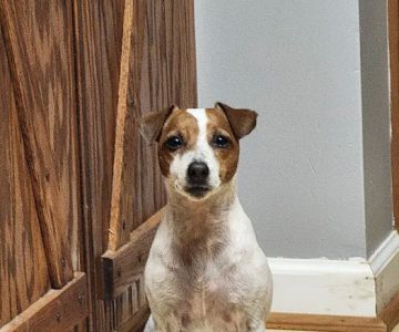 Toccoa Veterinary Hospital