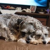 Currahee Veterinary Clinic ico