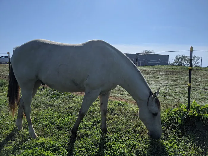 Wild Hearts Equine Therapy Center 1