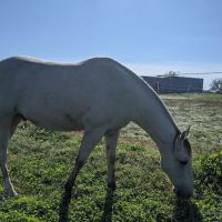 Wild Hearts Equine Therapy Center ico