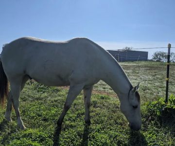 Wild Hearts Equine Therapy Center