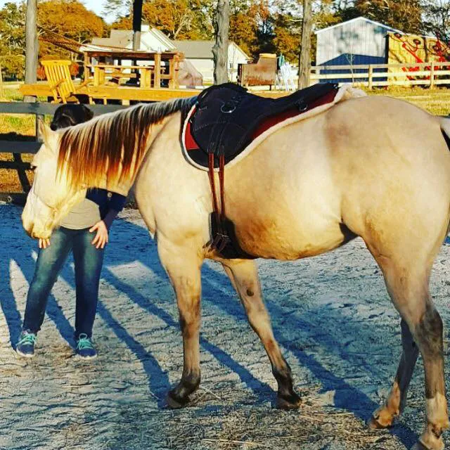 Wild Hearts Equine Therapy Center 3