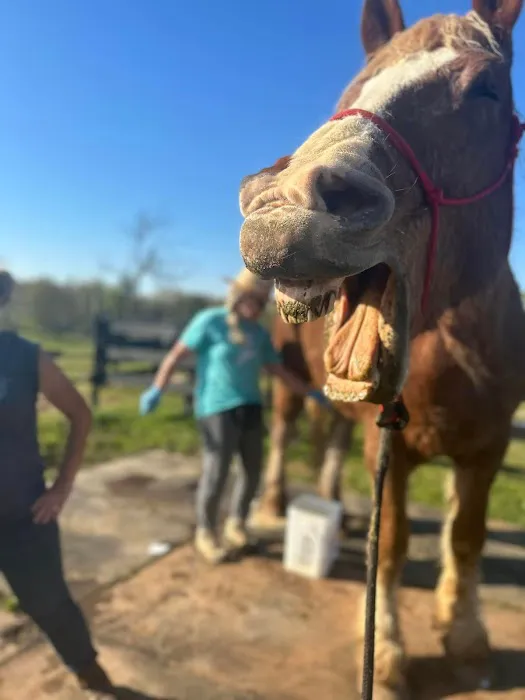 Wild Hearts Equine Therapy Center 7