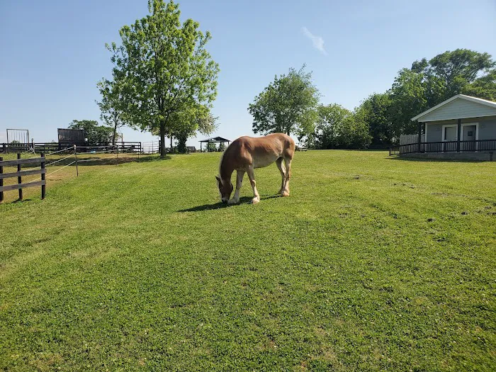 Wild Hearts Equine Therapy Center 5