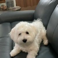 Happistance Complete Vet Care ico