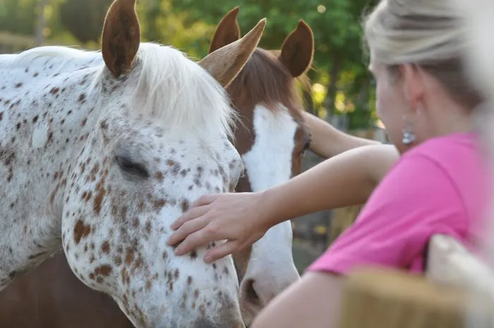 Garrison Equine Veterinary Care, LLC 2