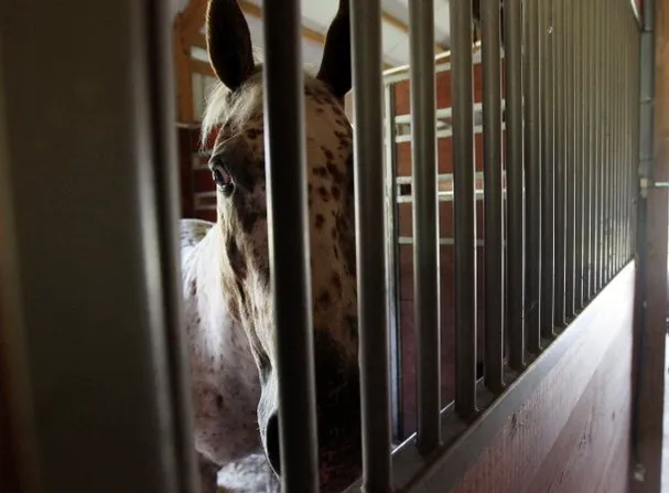 Garrison Equine Veterinary Care, LLC 7
