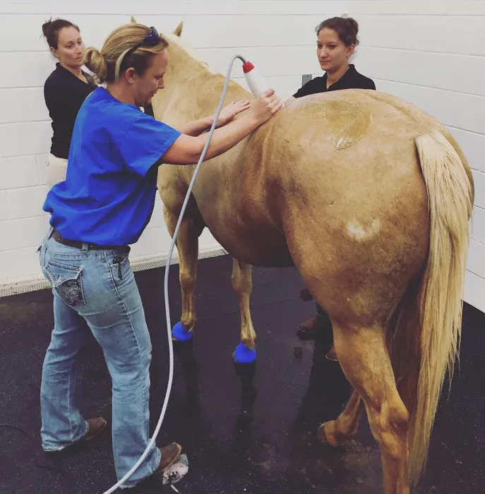Palmetto Equine Veterinary Services 10