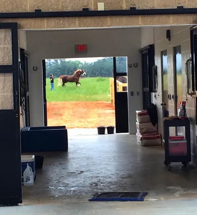 Palmetto Equine Veterinary Services 7