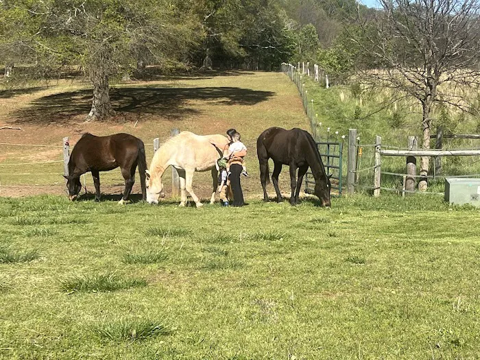 Palmetto Equine Veterinary Services 9