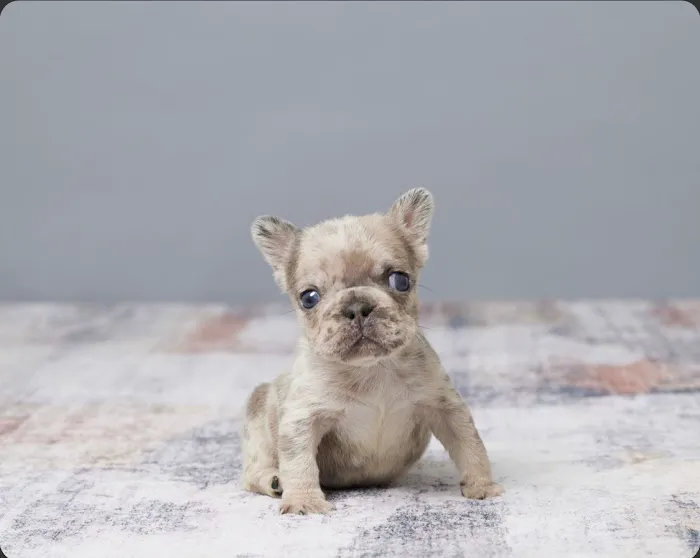 French bulldog Home 2