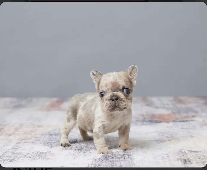 French bulldog Home 1