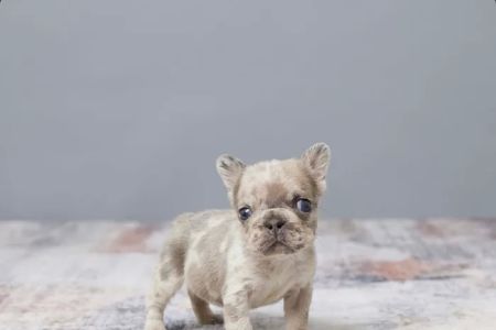French bulldog Home