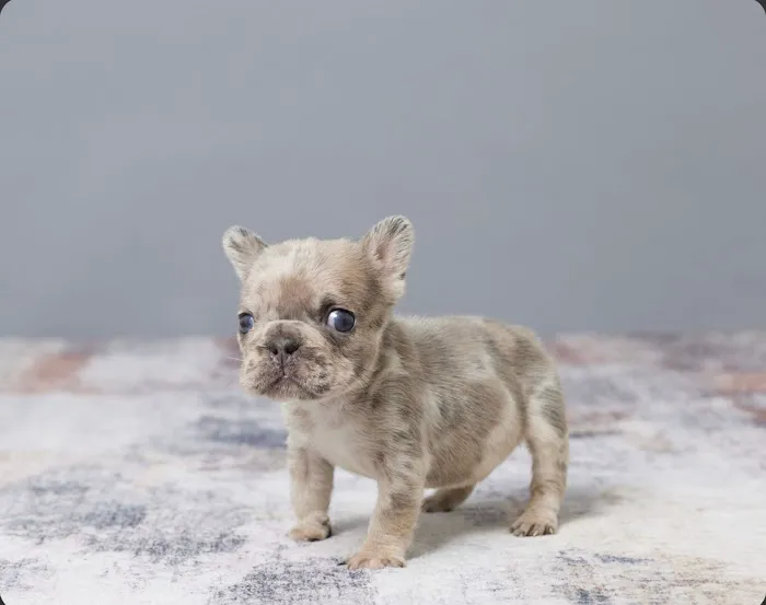 French bulldog Home 3